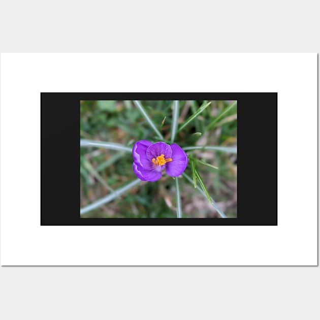 Purple and Orange Flower 1 Wall Art by AustaArt